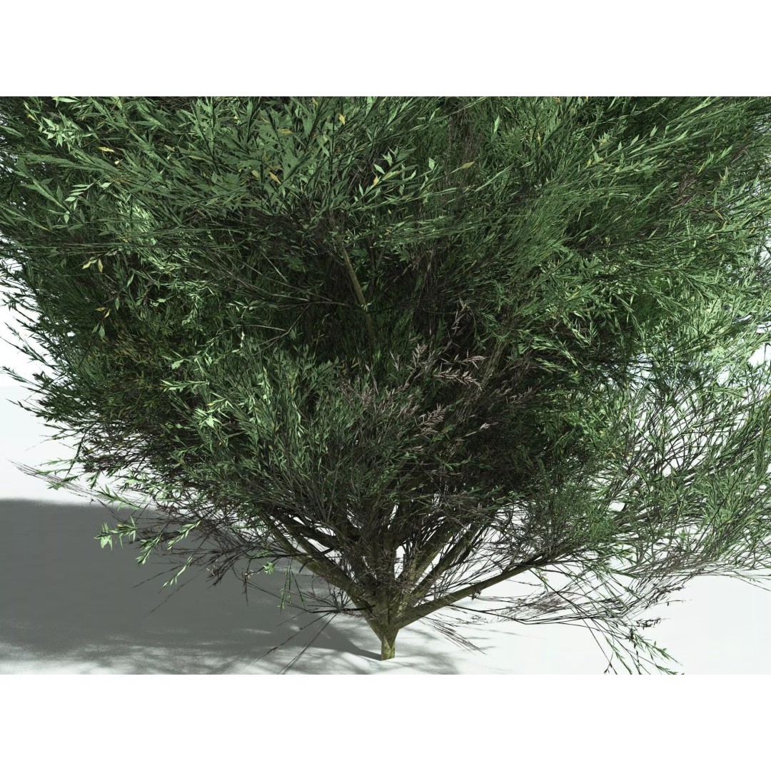 Green Rabbitbrush 3D Model – Low Poly Plant Asset, FBX, PBR - View 27
