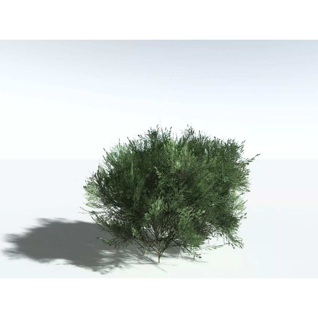 Green Rabbitbrush 3D Model – Low Poly Plant Asset, FBX, PBR - View 28