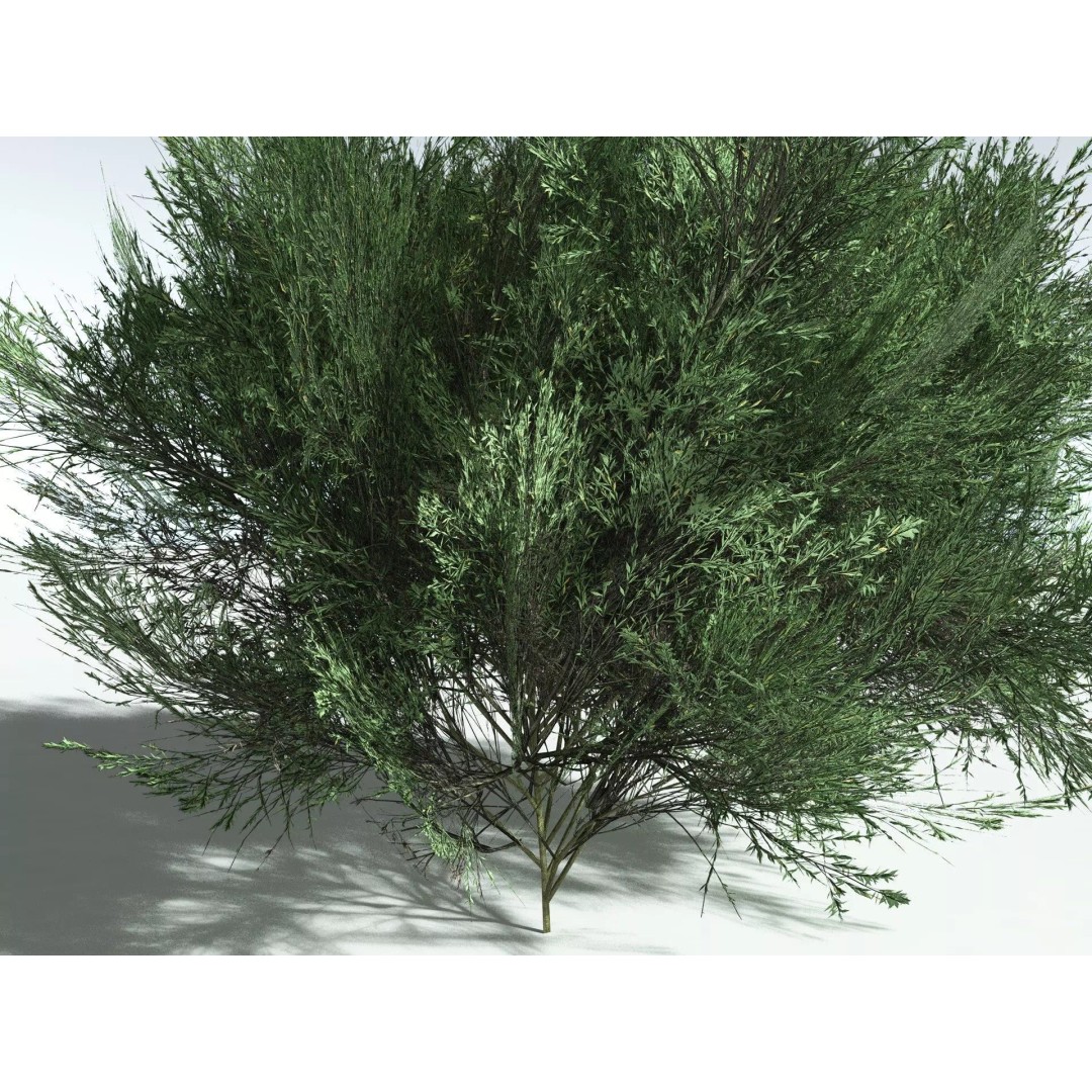 Green Rabbitbrush 3D Model – Low Poly Plant Asset, FBX, PBR - View 29