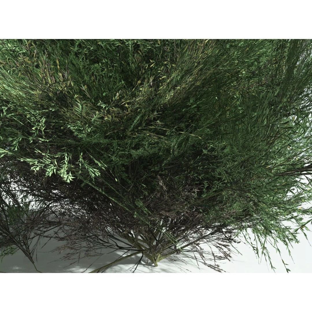 Green Rabbitbrush 3D Model – Low Poly Plant Asset, FBX, PBR - View 3