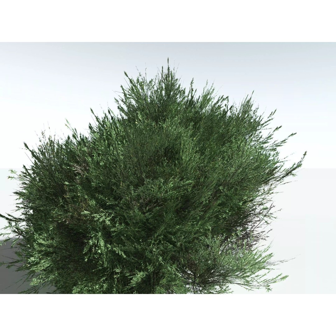 Green Rabbitbrush 3D Model – Low Poly Plant Asset, FBX, PBR - View 31