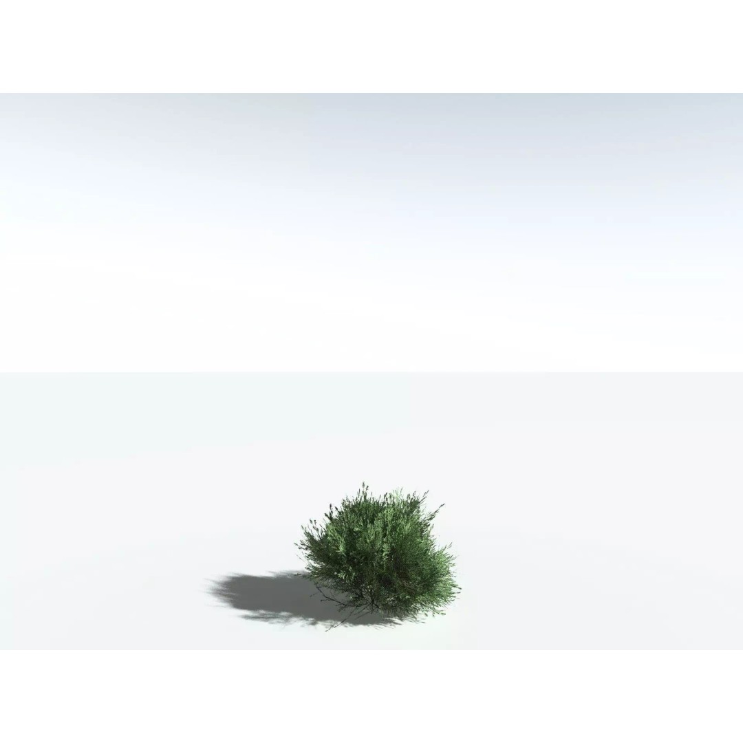 Green Rabbitbrush 3D Model – Low Poly Plant Asset, FBX, PBR - View 32
