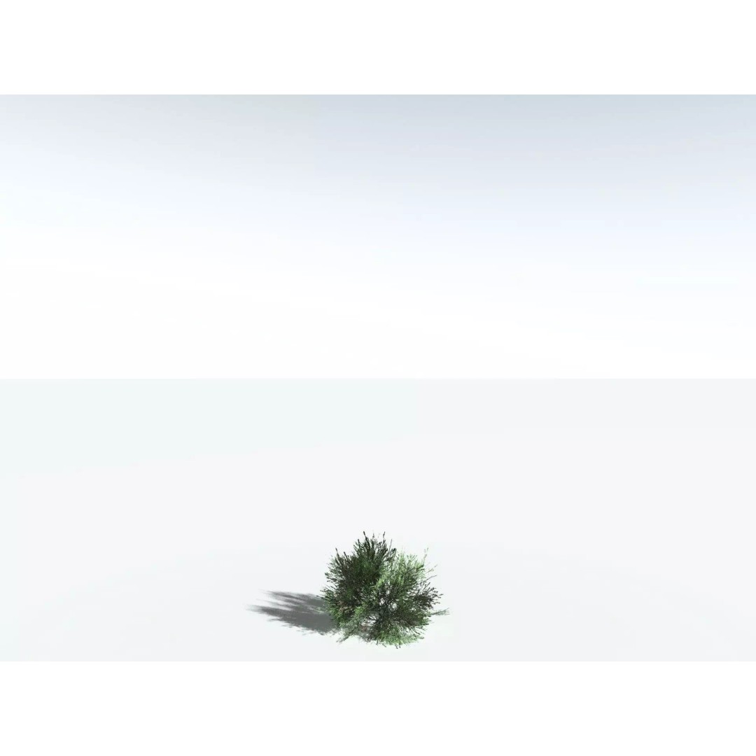 Green Rabbitbrush 3D Model – Low Poly Plant Asset, FBX, PBR - View 34