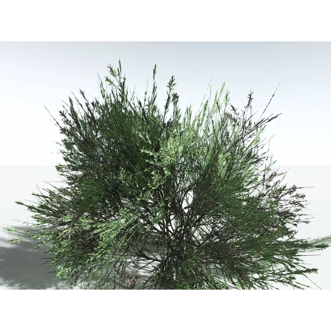Green Rabbitbrush 3D Model – Low Poly Plant Asset, FBX, PBR - View 35
