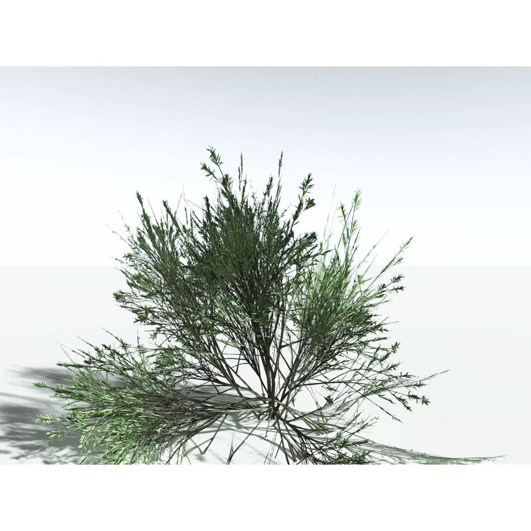 Green Rabbitbrush 3D Model – Low Poly Plant Asset, FBX, PBR - View 37