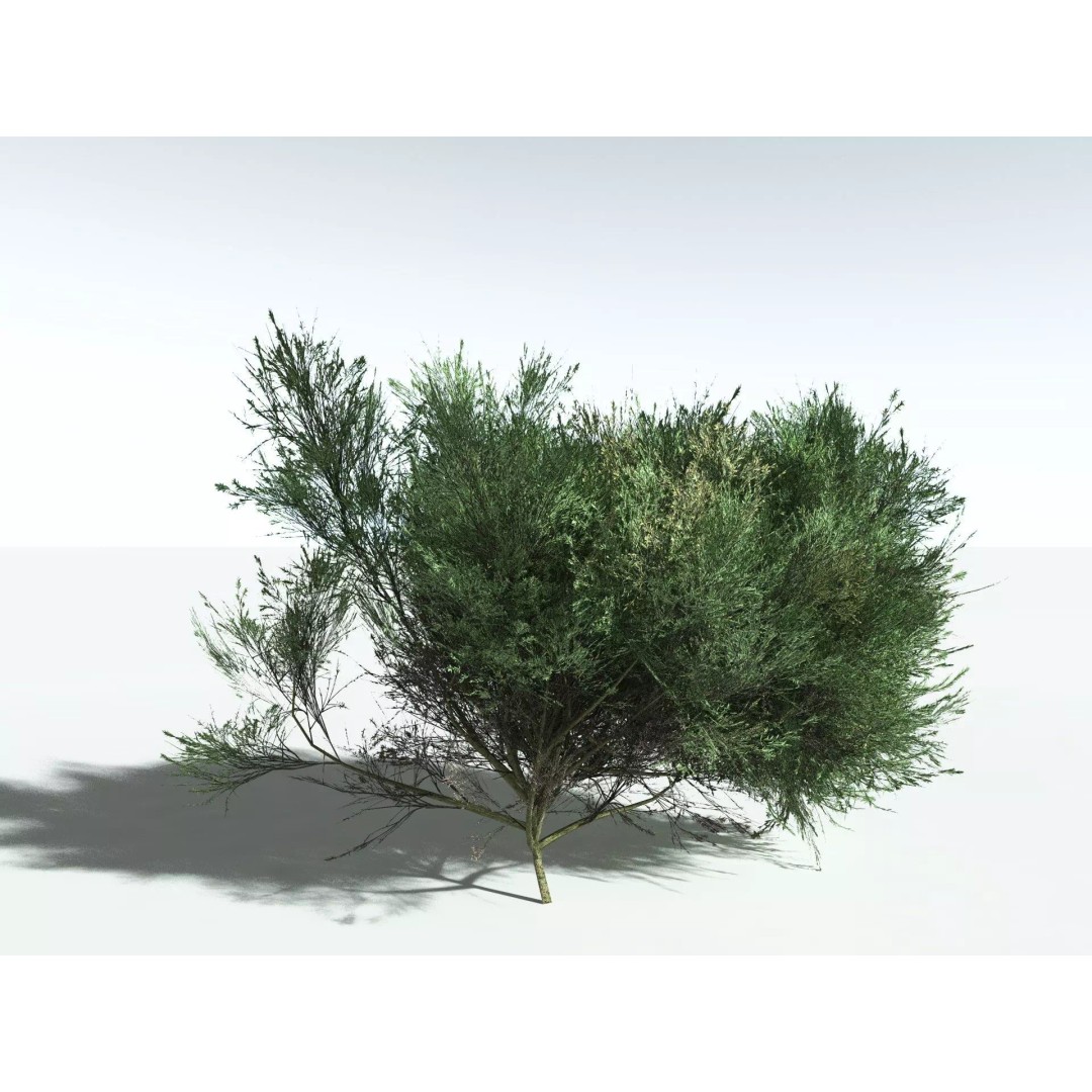 Green Rabbitbrush 3D Model – Low Poly Plant Asset, FBX, PBR - View 4