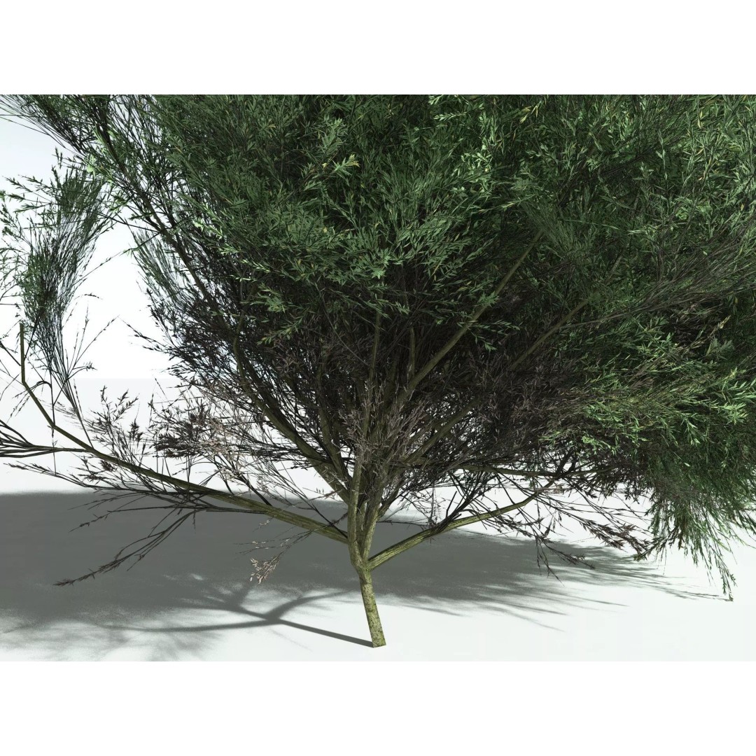 Green Rabbitbrush 3D Model – Low Poly Plant Asset, FBX, PBR - View 5