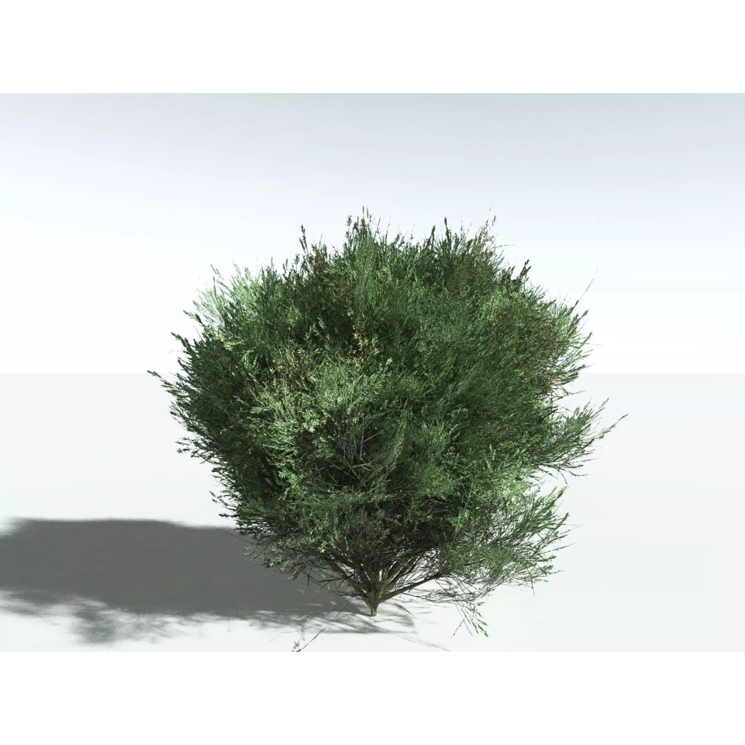 Green Rabbitbrush 3D Model – Low Poly Plant Asset, FBX, PBR - View 6
