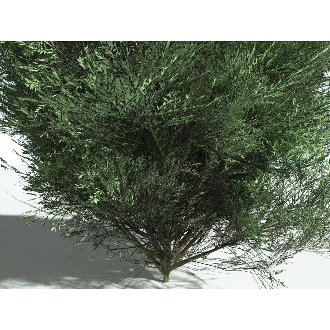 Green Rabbitbrush 3D Model – Low Poly Plant Asset, FBX, PBR - View 7