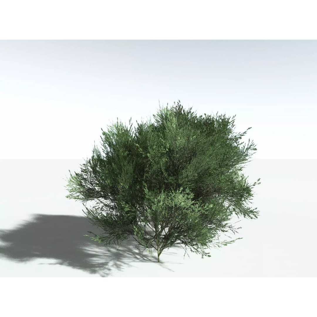 Green Rabbitbrush 3D Model – Low Poly Plant Asset, FBX, PBR - View 8
