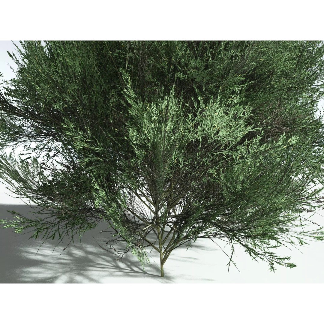 Green Rabbitbrush 3D Model – Low Poly Plant Asset, FBX, PBR - View 9