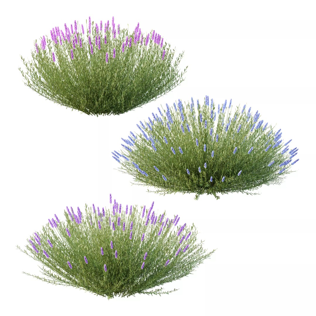 Lavandula Pedunculata 3D Model – Realistic Plant Bush, FBX, OBJ - View 2