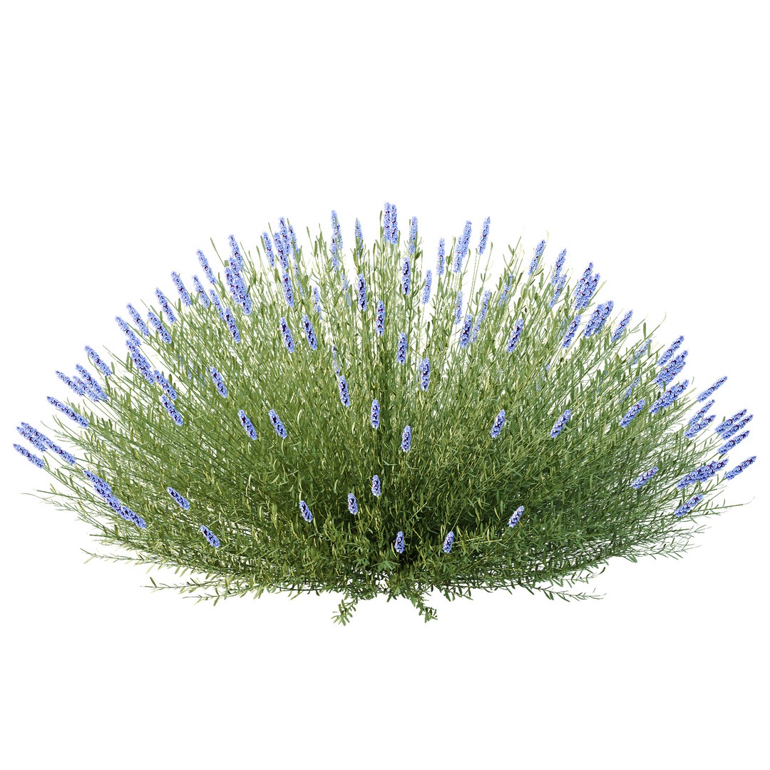 Lavandula Pedunculata 3D Model – Realistic Plant Bush, FBX, OBJ - View 3