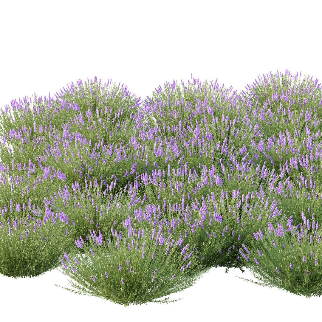 Lavandula Pedunculata 3D Model – Realistic Plant Bush, FBX, OBJ - View 4