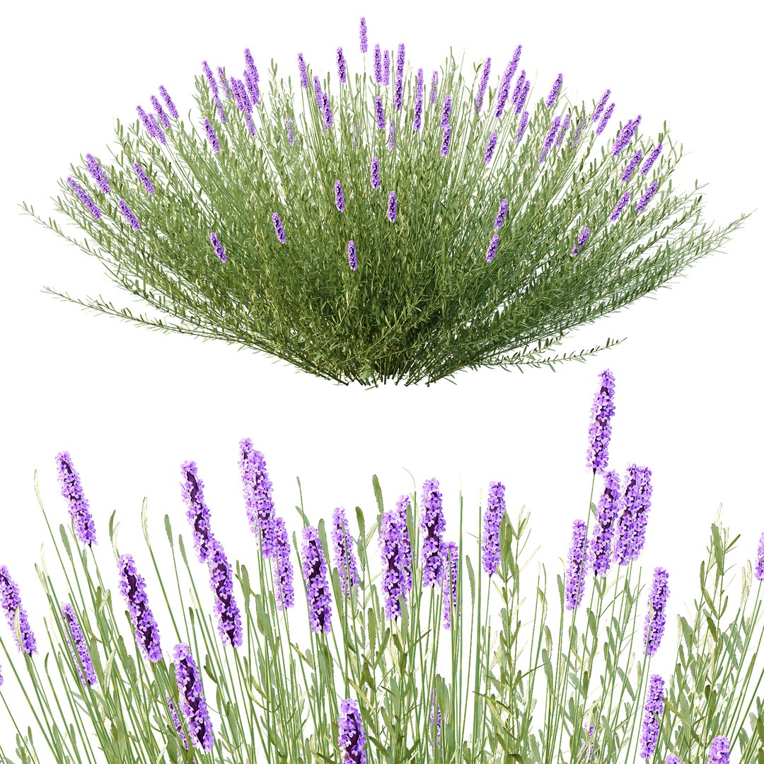 Lavandula Pedunculata 3D Model – Realistic Plant Bush, FBX, OBJ - View 5