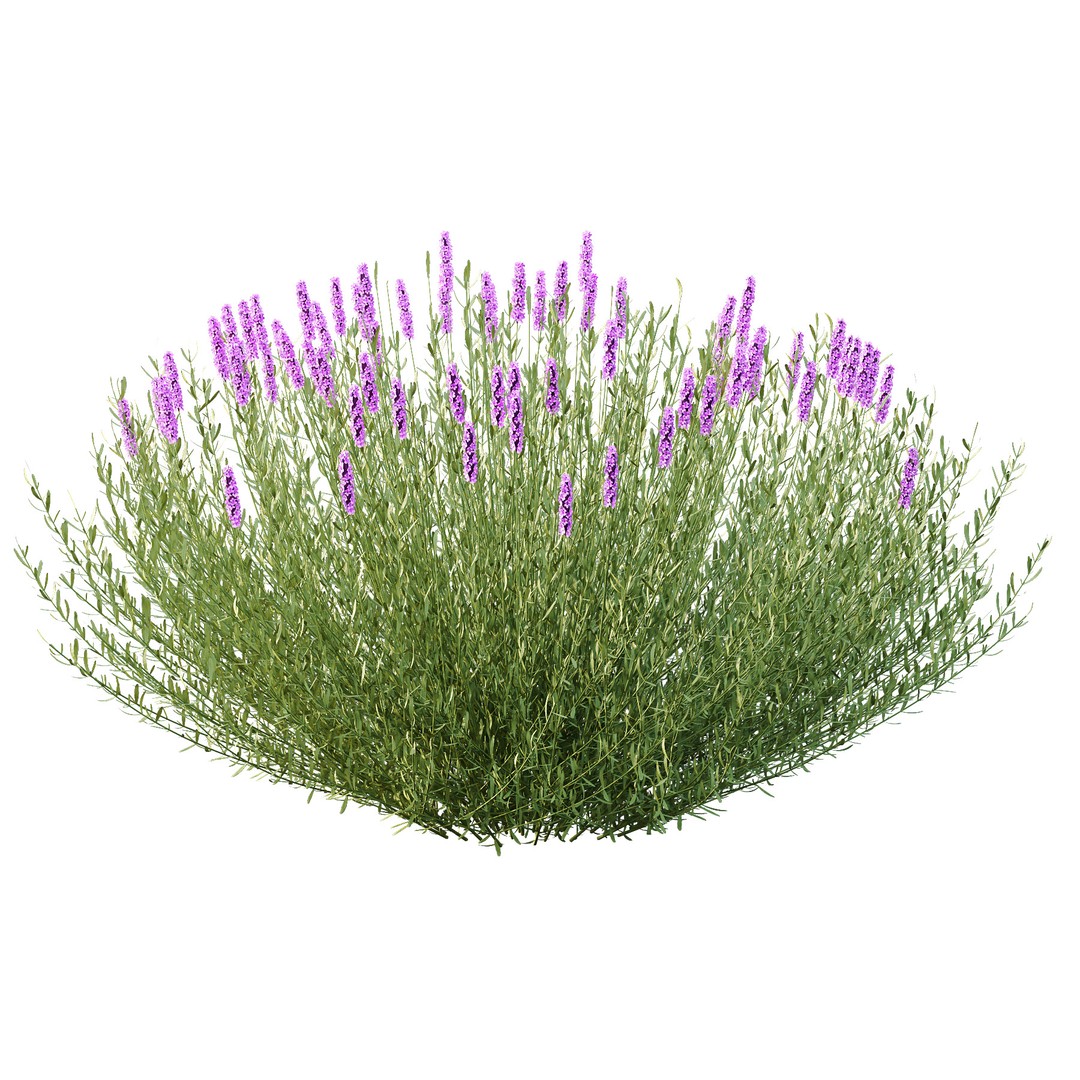 Lavandula Pedunculata 3D Model – Realistic Plant Bush, FBX, OBJ - View 6
