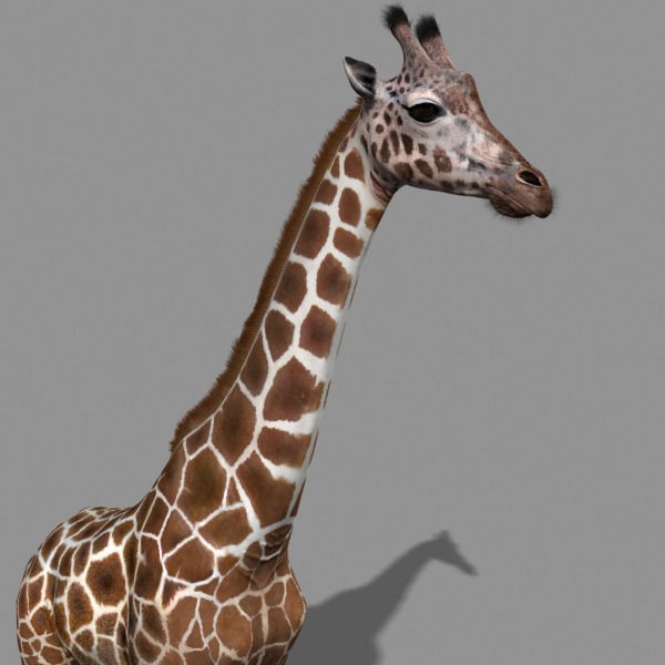 Photoreal Giraffe 3D Model – Rigged Animation with Textures, FBX & OBJ