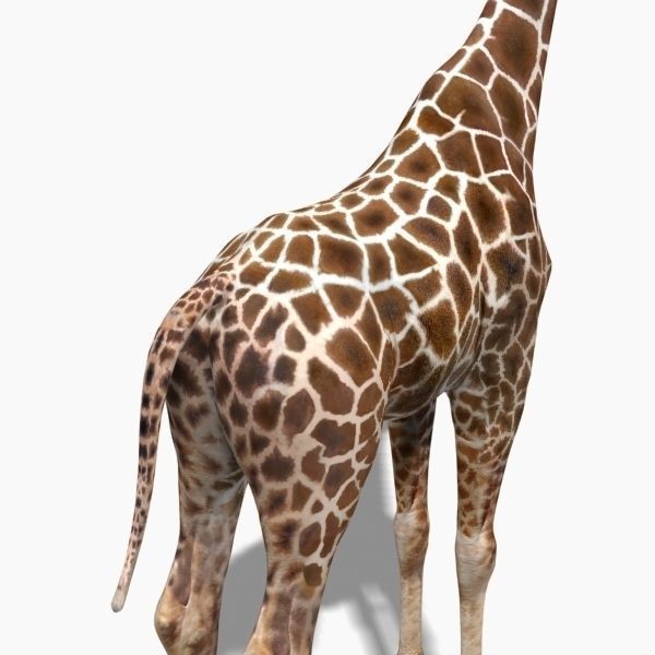 Photoreal Giraffe 3D Model – Rigged Animation with Textures, FBX & OBJ - View 10