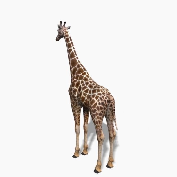 Photoreal Giraffe 3D Model – Rigged Animation with Textures, FBX & OBJ - View 11