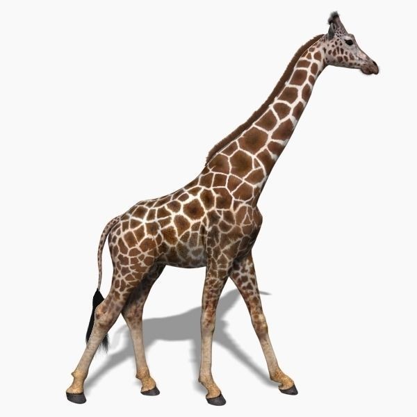 Photoreal Giraffe 3D Model – Rigged Animation with Textures, FBX & OBJ - View 12