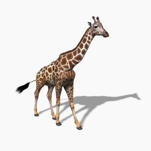 Photoreal Giraffe 3D Model – Rigged Animation with Textures, FBX & OBJ - View 13