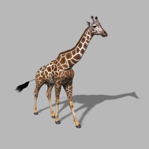 Photoreal Giraffe 3D Model – Rigged Animation with Textures, FBX & OBJ - View 14