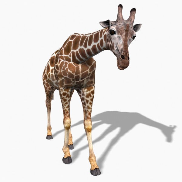 Photoreal Giraffe 3D Model – Rigged Animation with Textures, FBX & OBJ - View 15