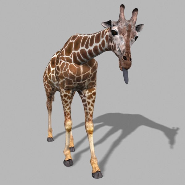Photoreal Giraffe 3D Model – Rigged Animation with Textures, FBX & OBJ - View 16