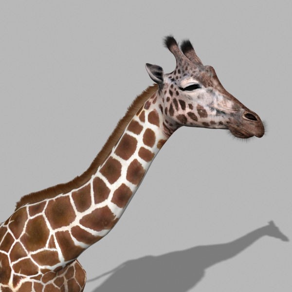 Photoreal Giraffe 3D Model – Rigged Animation with Textures, FBX & OBJ - View 17