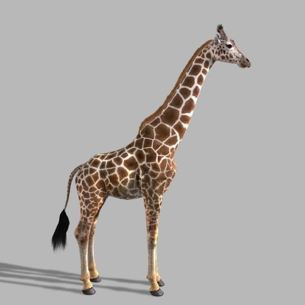 Photoreal Giraffe 3D Model – Rigged Animation with Textures, FBX & OBJ - View 18