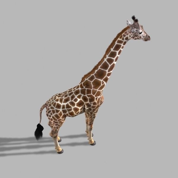Photoreal Giraffe 3D Model – Rigged Animation with Textures, FBX & OBJ - View 19