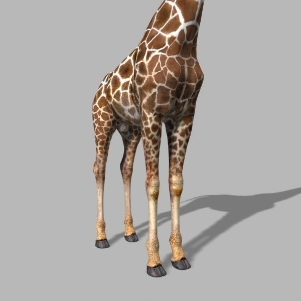 Photoreal Giraffe 3D Model – Rigged Animation with Textures, FBX & OBJ - View 20