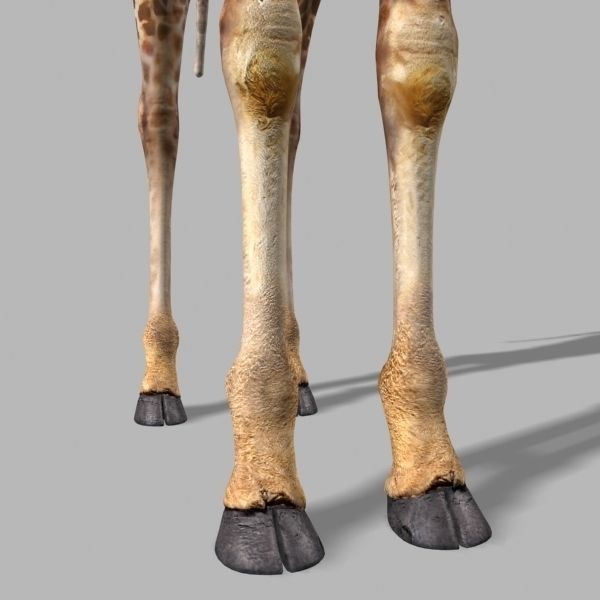 Photoreal Giraffe 3D Model – Rigged Animation with Textures, FBX & OBJ - View 21