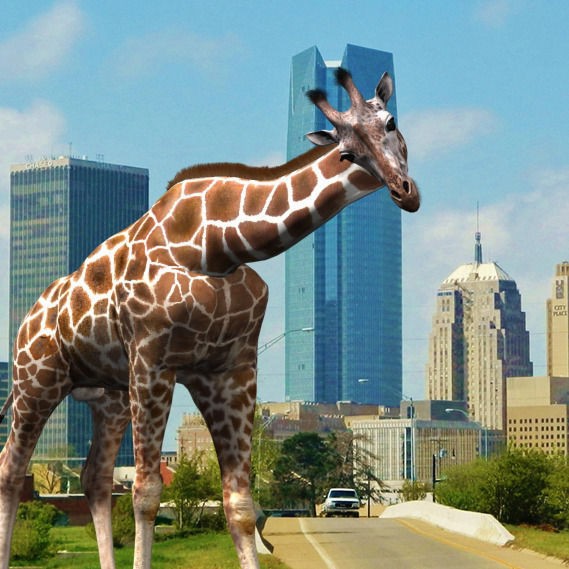 Photoreal Giraffe 3D Model – Rigged Animation with Textures, FBX & OBJ - View 22
