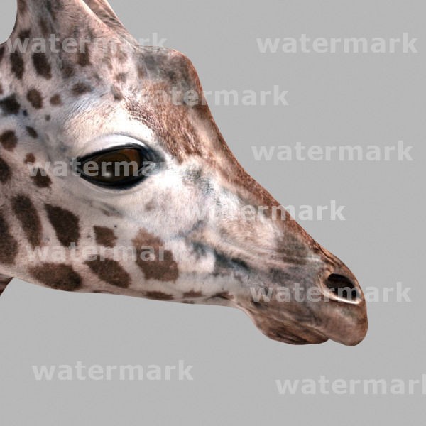 Photoreal Giraffe 3D Model – Rigged Animation with Textures, FBX & OBJ - View 24