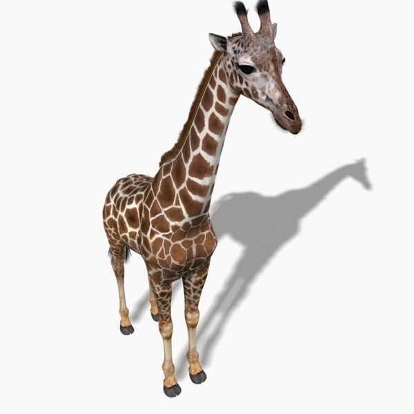 Photoreal Giraffe 3D Model – Rigged Animation with Textures, FBX & OBJ - View 25