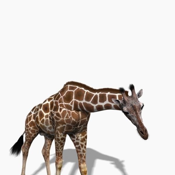 Photoreal Giraffe 3D Model – Rigged Animation with Textures, FBX & OBJ - View 28