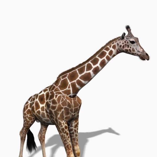 Photoreal Giraffe 3D Model – Rigged Animation with Textures, FBX & OBJ - View 29