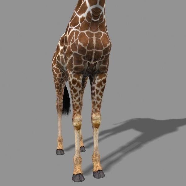 Photoreal Giraffe 3D Model – Rigged Animation with Textures, FBX & OBJ - View 3
