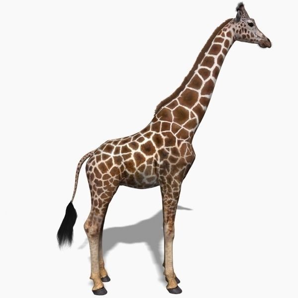Photoreal Giraffe 3D Model – Rigged Animation with Textures, FBX & OBJ - View 4