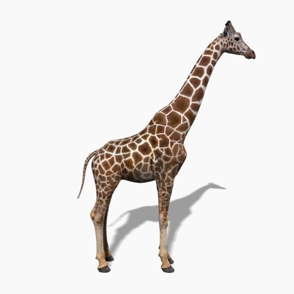 Photoreal Giraffe 3D Model – Rigged Animation with Textures, FBX & OBJ - View 5