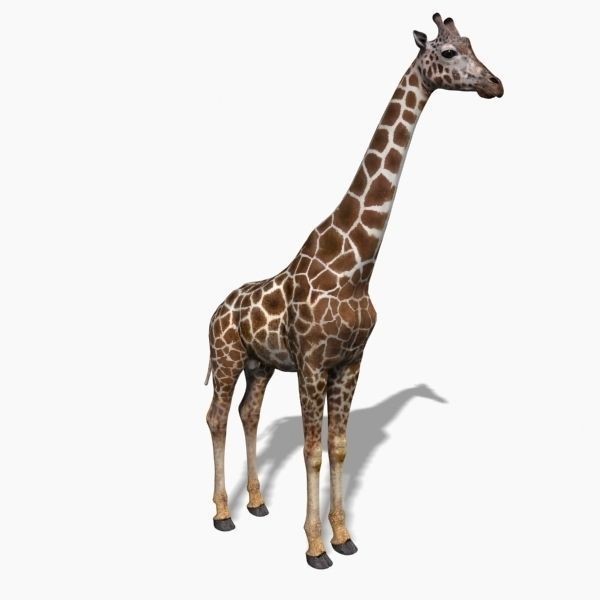 Photoreal Giraffe 3D Model – Rigged Animation with Textures, FBX & OBJ - View 6