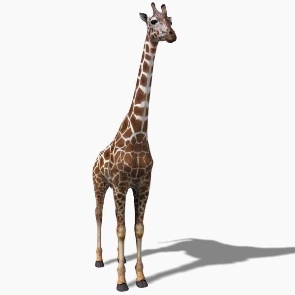 Photoreal Giraffe 3D Model – Rigged Animation with Textures, FBX & OBJ - View 7