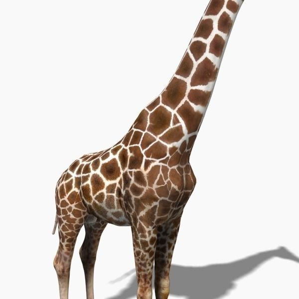 Photoreal Giraffe 3D Model – Rigged Animation with Textures, FBX & OBJ - View 8