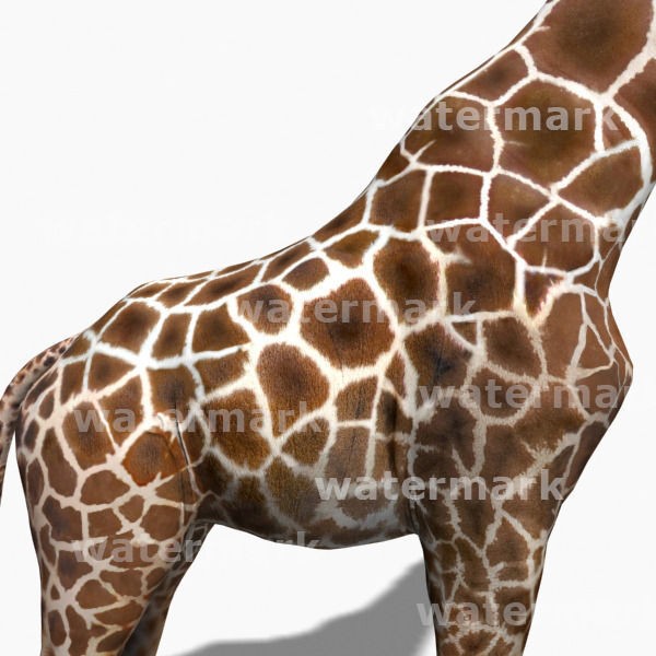 Photoreal Giraffe 3D Model – Rigged Animation with Textures, FBX & OBJ - View 9