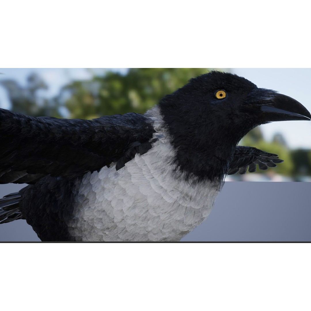 Ravens and Crows 3D Model – Low Poly Rigged Animated Asset, FBX - View 14