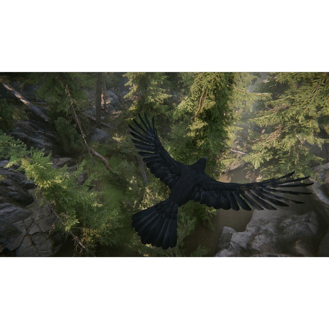 Ravens and Crows 3D Model – Low Poly Rigged Animated Asset, FBX - View 17