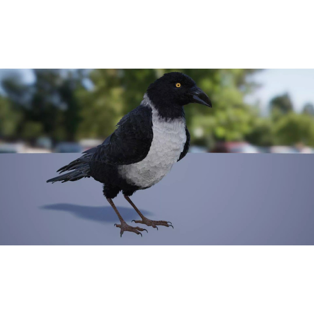 Ravens and Crows 3D Model – Low Poly Rigged Animated Asset, FBX - View 2