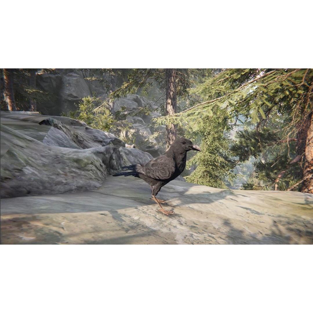 Ravens and Crows 3D Model – Low Poly Rigged Animated Asset, FBX - View 20