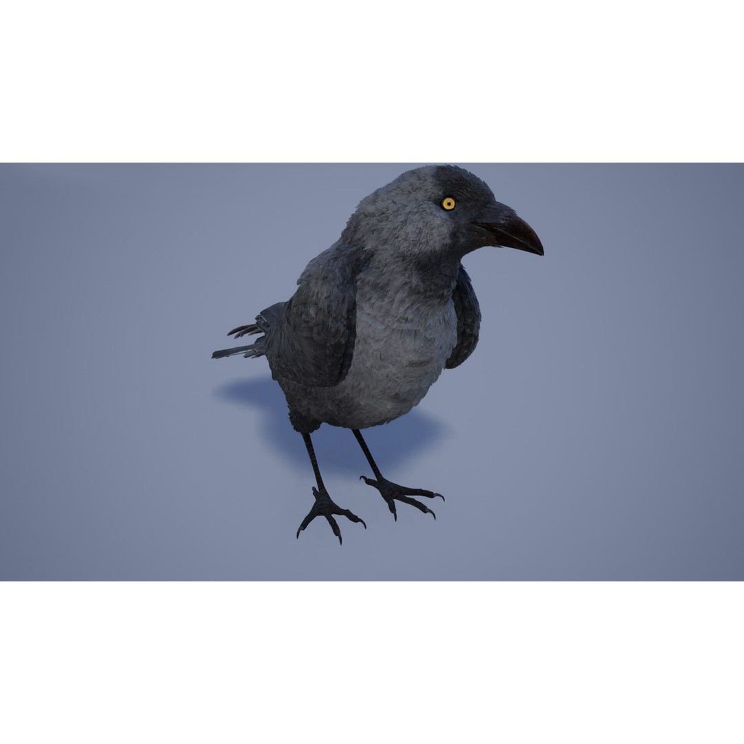 Ravens and Crows 3D Model – Low Poly Rigged Animated Asset, FBX - View 3